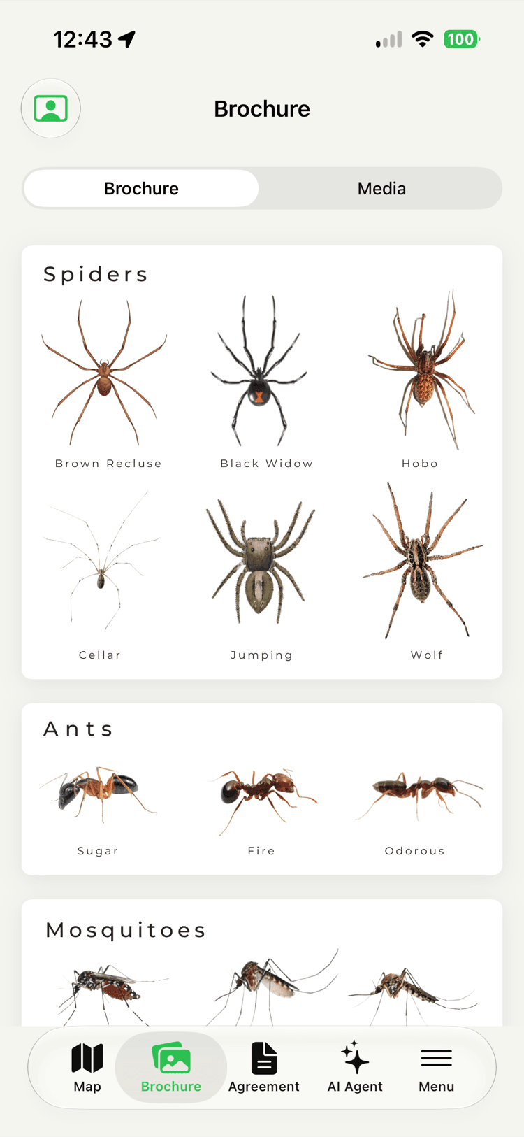 A brochure screen with an identification library — spiders like brown recluse, black widow, and wolf, plus ants and mosquitoes — each with a photo and label.