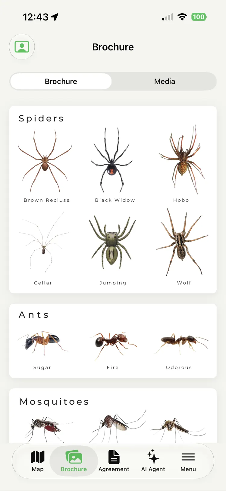 A brochure screen with an identification library — spiders like brown recluse, black widow, and wolf, plus ants and mosquitoes — each with a photo and label.